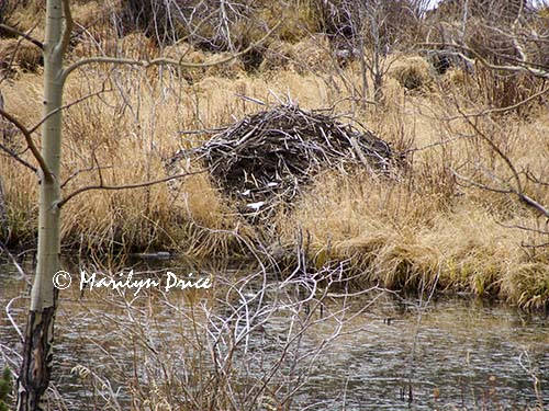 Beaver den?, Caribou Ranch Open Space, CO
