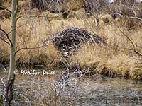 Beaver den?, Caribou Ranch Open Space, CO
