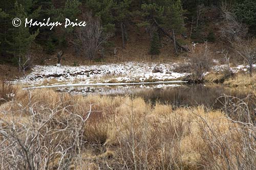 Snowy pond, Caribou Ranch Open Space, CO