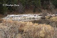 Snowy pond, Caribou Ranch Open Space, CO