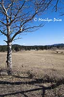 Barn, DeLonde Homestead, Caribou Ranch Open Space, CO
