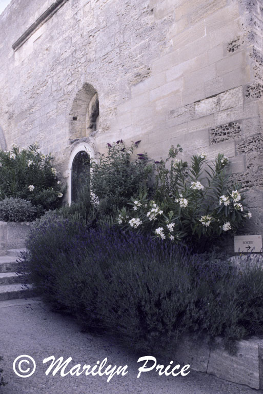 Lavendar and doorway, Les Baux, France