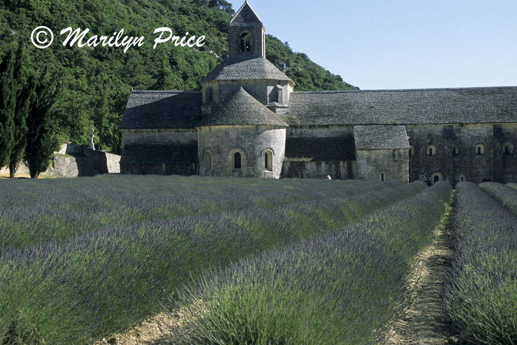 Lavender and monastery, Abbaye de Senanque, France