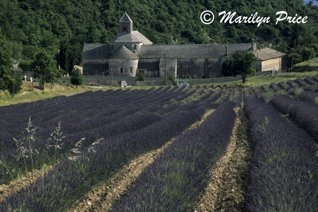Lavender and monastery, Abbaye de Senanque, France