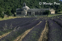 Lavender and monastery, Abbaye de Senanque, France