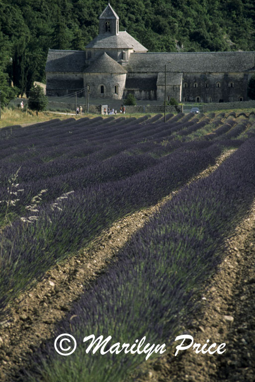 Lavender and monastery, Abbaye de Senanque, France