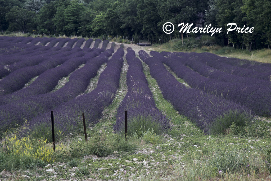 Lavender and monastery, Abbaye de Senanque, France