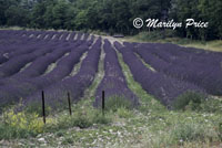 Lavender fields, Abbaye de Senanque, France
