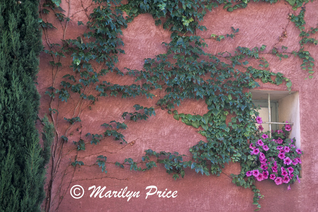 Vine on a wall, Rousillon, France