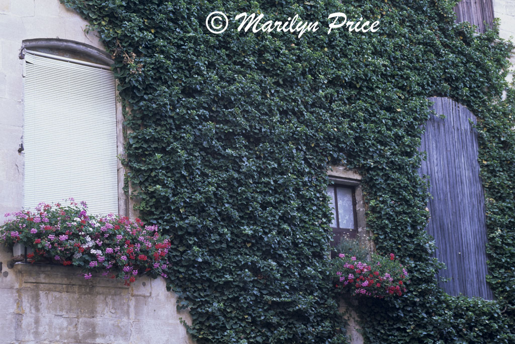 Vine covered wall with shutters, Beaucaire, France