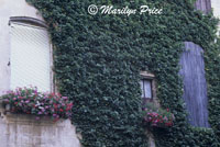 Vine covered wall with shutters, Beaucaire, France