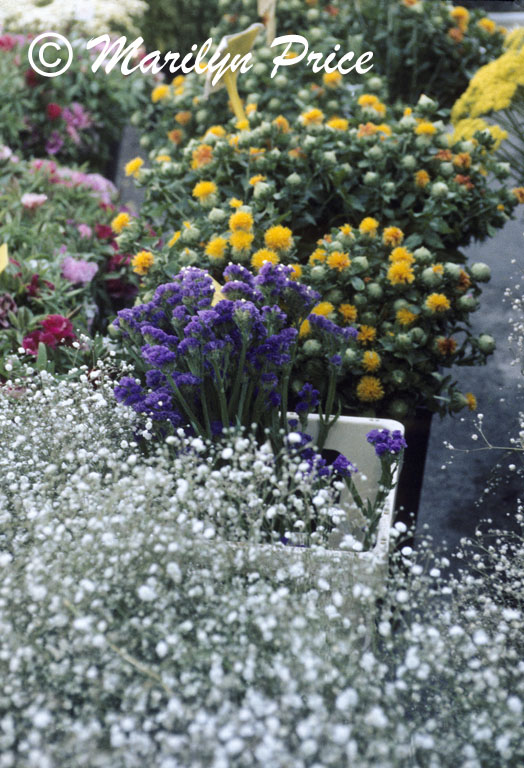 Flowers, Market, St. Remy de Provence, France