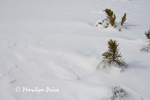 Pine branch and snow patterns