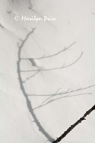 Branches and shadows on the snow