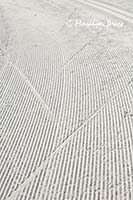 Patterns on a cross country ski trail