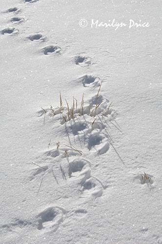 Animal tracks in the snow