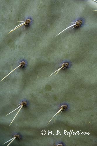 Utah Agave (Agave utahensis)