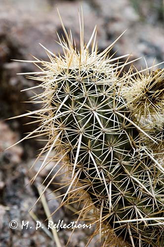 Engelmann Hedgehog (Echinocereus engelmannii)