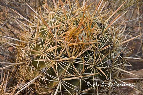 Barrel cactus