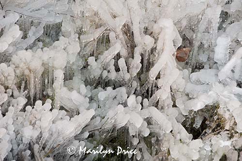 Ice from water main break, North Kaibab Trail, Grand Canyon National Park, AZ