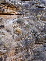 Dead agave along Bright Angel Trail, Grand Canyon National Park, AZ