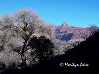 View from Indian Gardens, Bright Angel Trail, Grand Canyon National Park, AZ