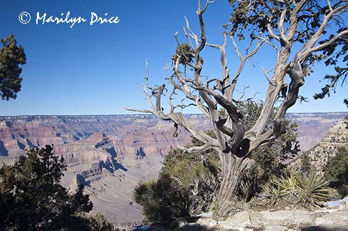 View from Hermit's Rest, South Rim, Grand Canyon National Park, AZ