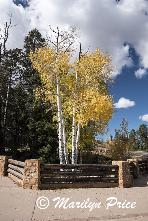Aspen near Natural Bridge, Bryce Canyon National Park, UT