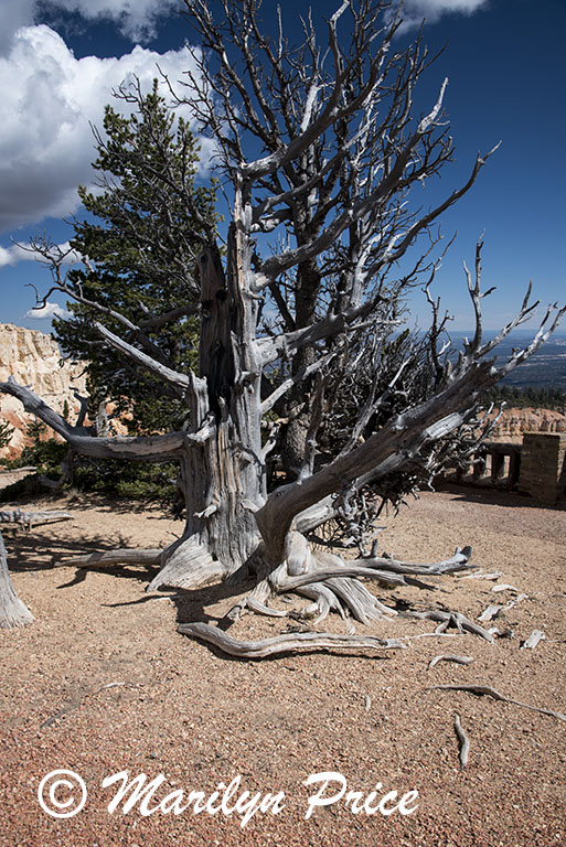 Dead bristlecone pine, Bristlecone Loop Trail, Bryce Canyon National Park, UT