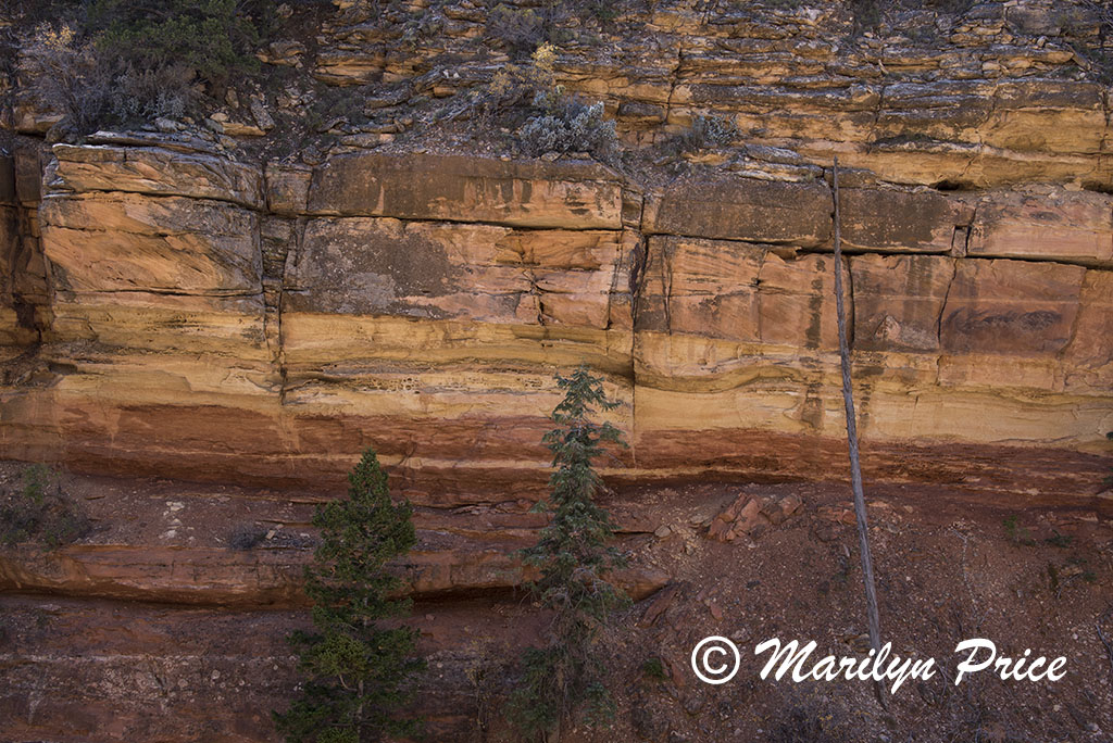 Cliff Springs Trail, Grand Canyon National Park, AZ