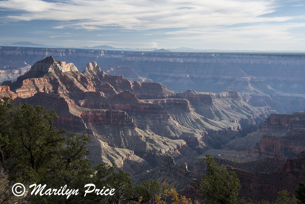 Evening light near the Lodge, Grand Canyon National Park, AZ