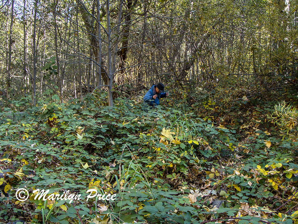 Marilyn picking her way among the rocks and blackberry vines to get closer to the creek, Oak Creek Canyon, AZ