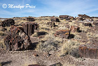 Petrified wood along the Giant Logs Trail, Petrified Forest National Park, AZ