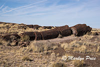 Petrified wood along the Giant Logs Trail, Petrified Forest National Park, AZ