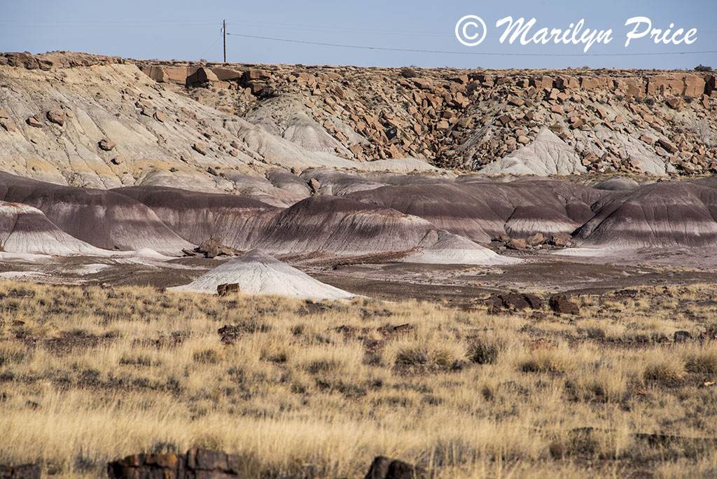 Petrified wood chunks and colorful badland formations, Giant Logs Trail, Petrified Forest National Park, AZ