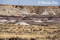 Petrified wood chunks and colorful badland formations, Giant Logs Trail, Petrified Forest National Park, AZ