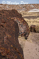 Petrified wood along the Giant Logs Trail, Petrified Forest National Park, AZ