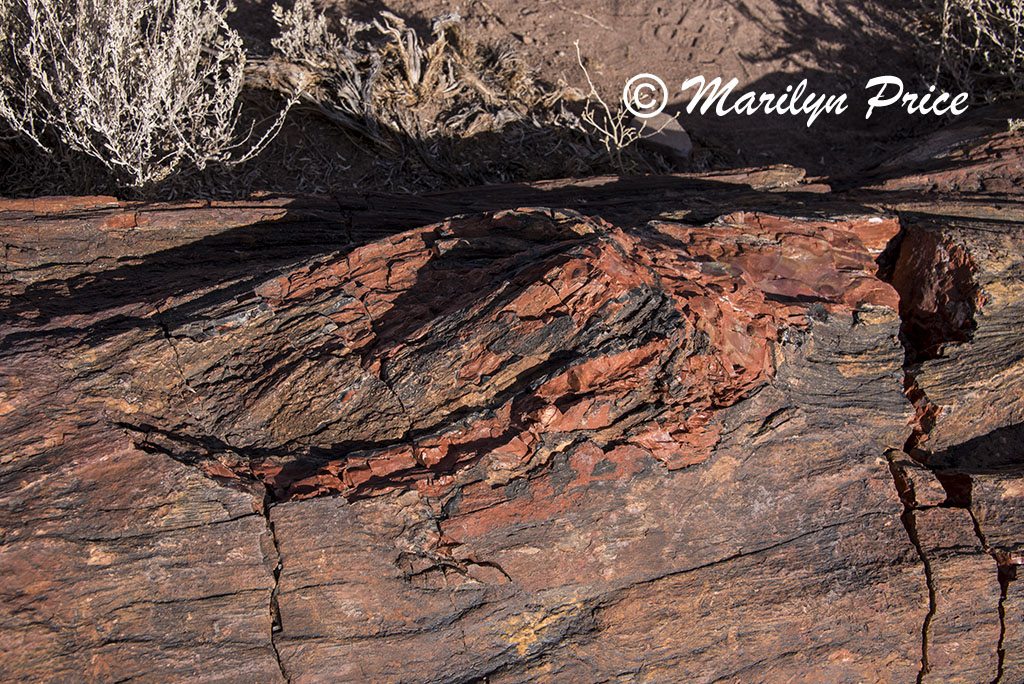 Petrified wood along the Giant Logs Trail, Petrified Forest National Park, AZ