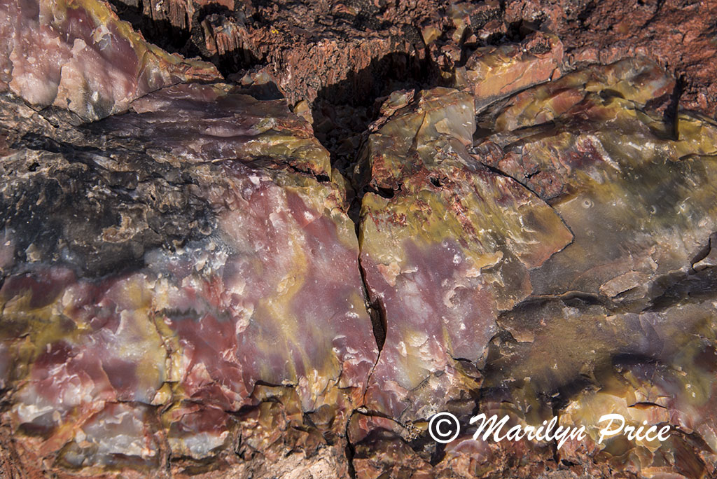 Petrified wood along the Giant Logs Trail, Petrified Forest National Park, AZ