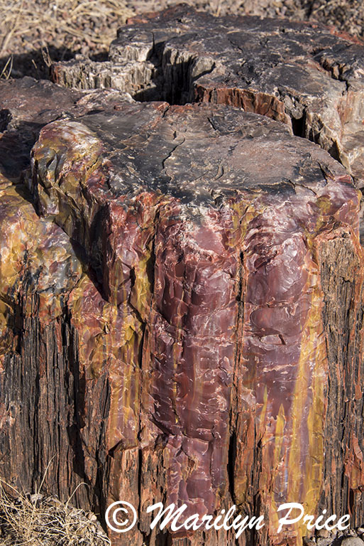Petrified wood along the Giant Logs Trail, Petrified Forest National Park, AZ