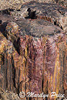 Petrified wood along the Giant Logs Trail, Petrified Forest National Park, AZ
