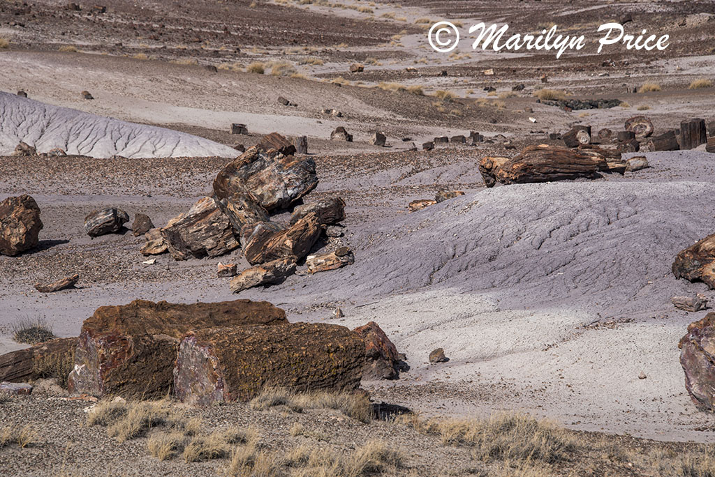 Petrified wood, Crystal Forest, Petrified Forest National Park, AZ