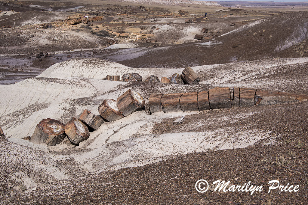 Petrified wood, Crystal Forest, Petrified Forest National Park, AZ
