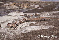 Petrified wood, Crystal Forest, Petrified Forest National Park, AZ