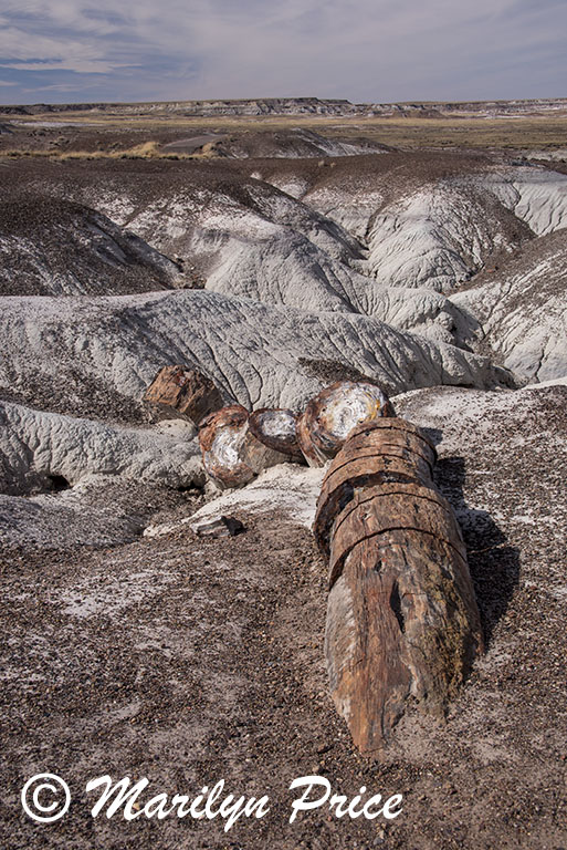 Petrified wood, Crystal Forest, Petrified Forest National Park, AZ