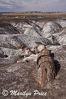 Petrified wood, Crystal Forest, Petrified Forest National Park, AZ