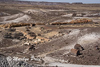 Long logs of petrified wood, Crystal Forest, Petrified Forest National Park, AZ