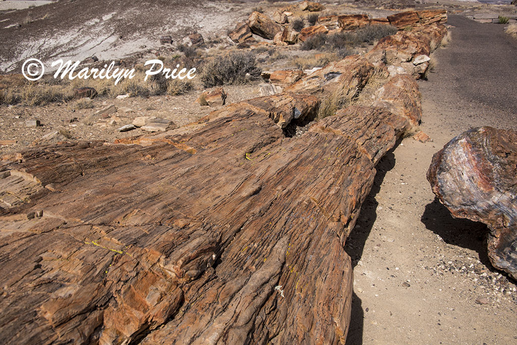 Long logs of petrified wood, Crystal Forest, Petrified Forest National Park, AZ