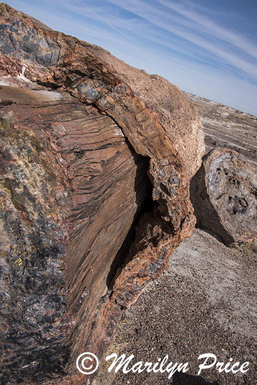 Petrified wood, Crystal Forest, Petrified Forest National Park, AZ