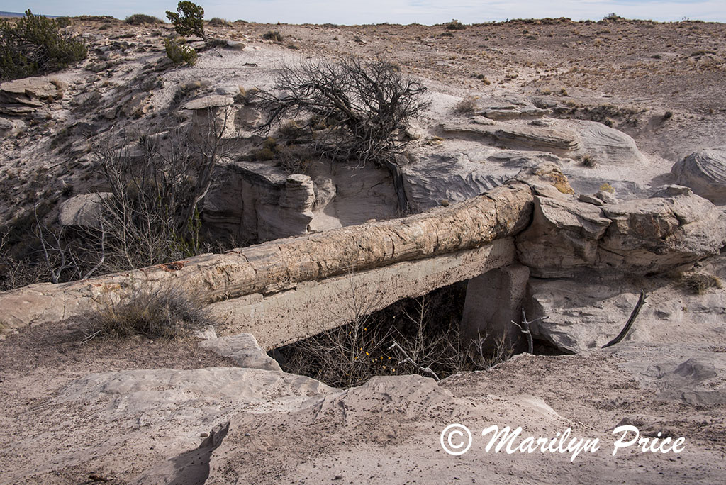 Agate Bridge, Petrified Forest National Park, AZ